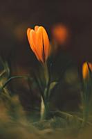 yellow crocus flower