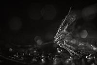 Dandelion in water drops