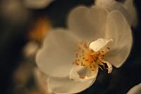 Rosehip flower