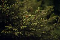 spruce branches