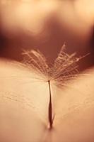 Dandelion parachute lies on a book