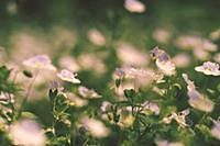 small blue flowers