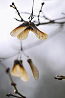 Field maple, Acer campestre, Close view of winged 