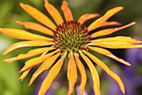 Echinacea, Purple coneflower, Echinacea cultivar, 