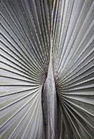 A silver grey Fan palm cultivar, Close view of the