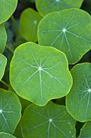 Nasturtium, Tropaeolum majus, Close up of green le