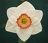 Daffodil, Narcissus 'Lake District', Front view of
