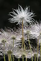Pasque flower, Pulsatilla vulgaris rubra, Side vie