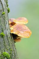 Orange mycena, Mycena leaiana growing out of an an