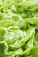 Butterhead lettuce, Lactuca sativa ' Imperial Wint