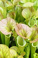 Pitcher plant, Sarracenia, Close up showing open t