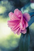 Camelia, Camellia japonica 'Yours truly', Close si