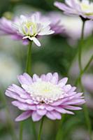 Marguerite daisy, Argyranthemum frutescens cultiva