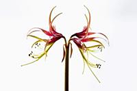 Amaryllis, Hippeastrum 'Chico', Side view of one s