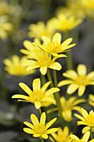 Lesser celandine, Ranunculus ficaria 'Brazen Hussy