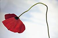 Field poppy, Papaver rhoeas, Side view of one open