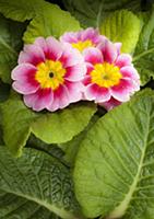 Primrose, Primula 'Appleblossom', Overhead graphic