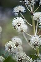 Fatsia, Fatsia japonica. Side view of spherical wh