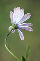 African daisy, Osteospermum 'Serenity purple', Bac