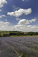 Lavender, Lavandula angustifolia, A field with fur