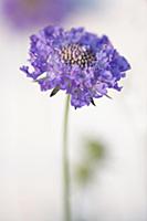 Scabious, Scabiosa columbaria 'Blue note', Side vi