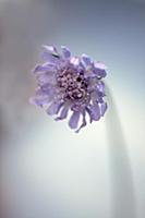 Scabious, Scabiosa columbaria 'Blue note', Side vi