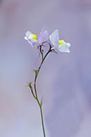 Moroccan toadflax, Linaria maroccanan, Side view o