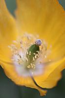 Welsh poppy, Meconopsis cambrica, Close top view o