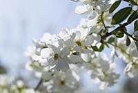 Pearlbush, Exochorda x macrantha 'The Bride', Clos