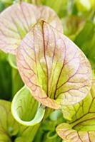 Pitcher plant, Sarracenia, Close up showing open t