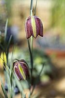 Fritillary, Fritillaria aff, crassifolia, Side vie