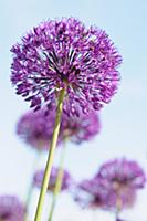 Allium Hollandicum 'Purple Sensation' Side view of