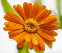 Marigold, Calendula officinalis. Close front view 