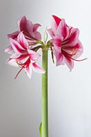 Amaryllis, Hippeastrum 'Gervase', One stem with bo
