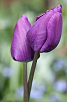 Tulip, Tulipa 'Purple prince', Side view of two cl