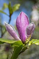 Magnolia x soulangeana 'Lennei', One pink flower o
