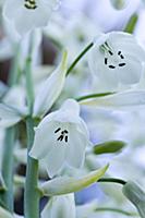 Summer hyacinth, Galtonia candicans, Pendulous whi