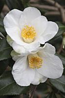 Camelia x williamsii 'Francis Hanger', Close view 
