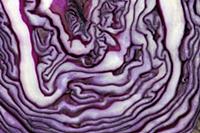 Red cabbage, Brassica oleracea capitata, Very clos