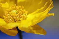 Icelandic poppy, Papaver nudicaule, Close cropped 