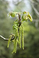 Heartnut, Juglans ailantifolia, Side view of long 
