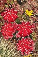 Moon cactus, Gymnocalycium Mihanovichii, Overhead 