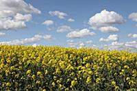 Brassica, Oilseed rape, A mass of yellow flowers a