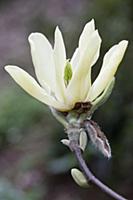 Magnolia 'Butterflies', Close side view of one ope