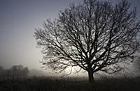 Oak, Common oak, Quercus robur, Side view of fairl
