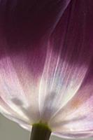 Tulip, Tulipa 'Purple prince', Very close view of 