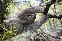 Pygmy Three-toed Sloth (Bradypus pygmaeus) climbin