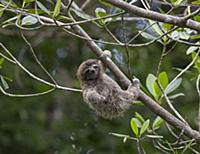 Pygmy Three-toed Sloth (Bradypus pygmaeus) four mo