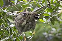 Pygmy Three-toed Sloth (Bradypus pygmaeus) mother 
