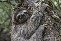 Pygmy Three-toed Sloth (Bradypus pygmaeus), Isla E